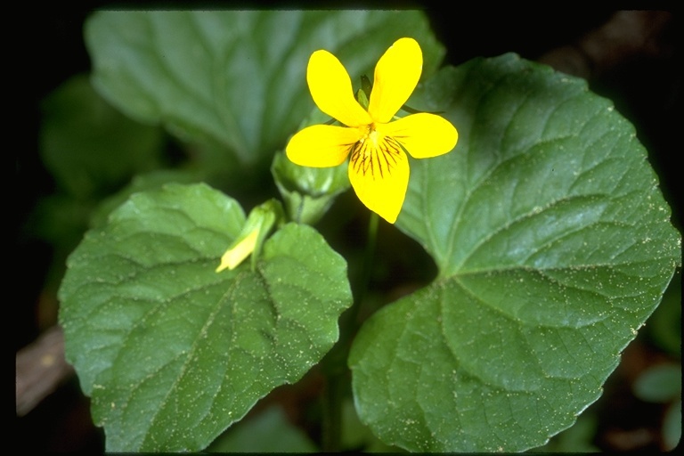 Sivun Viola sempervirens Greene kuva