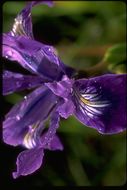 Image of Douglas iris