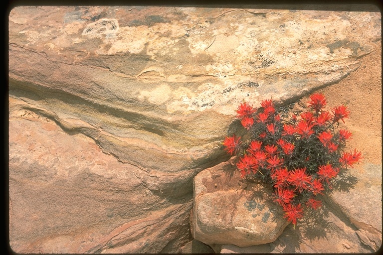 Image of rough Indian paintbrush