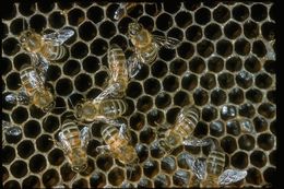 Image of Honey bee