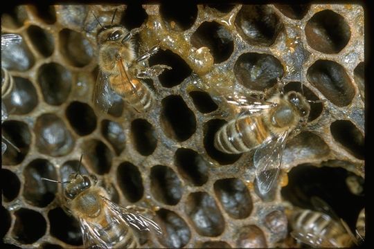 Image of Honey bee