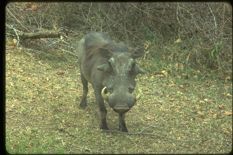 Image of Common Warthog