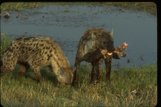 Image of Spotted Hyena