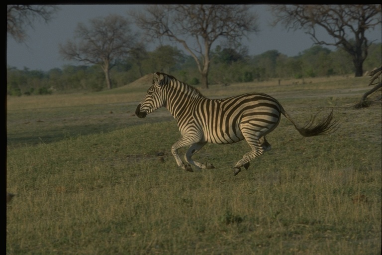 Image of Chapman's zebra