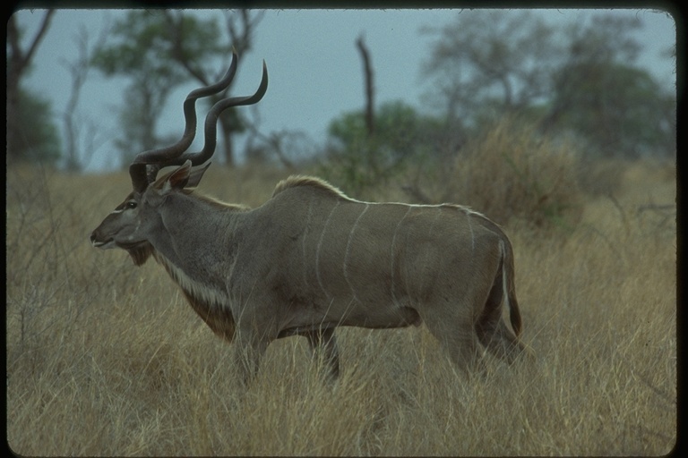 Image of Greater Kudu