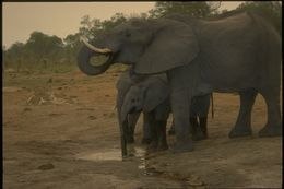 Image of African bush elephant