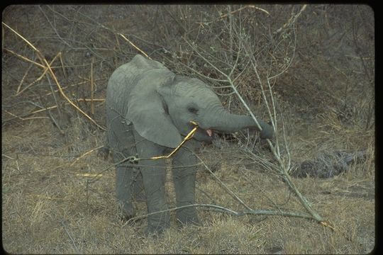 Image of African bush elephant