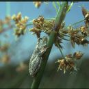 Image of Common Reed Frog