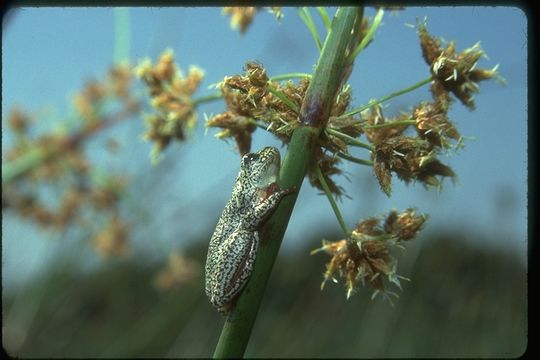 Image of Common Reed Frog