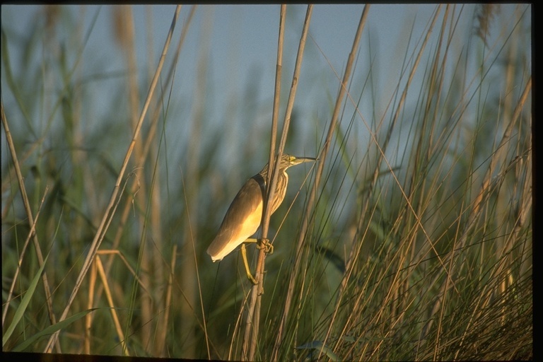 Image of Common Squacco Heron