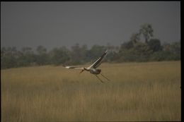 Image of Saddle-billed Stork