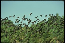 Image of White-faced Whistling Duck