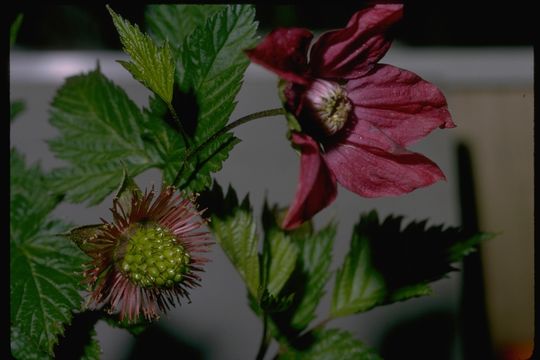 Image de Rubus spectabilis Pursh