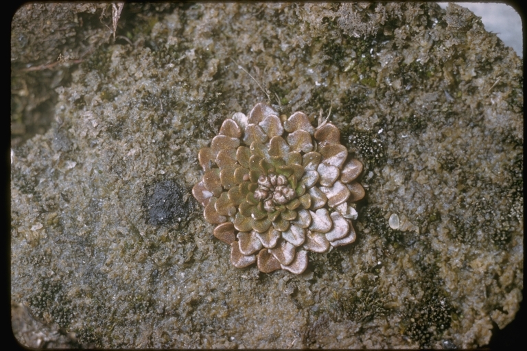 Image of scurvygrass