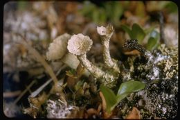 Image of cup lichen