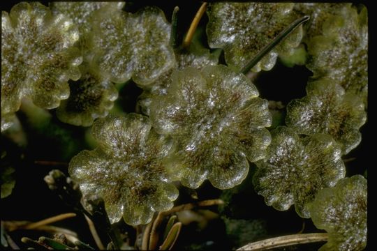 Image of Marchantia L.