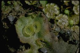 Image de Marchantia L.