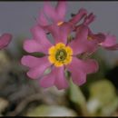 Image of Siberian primrose