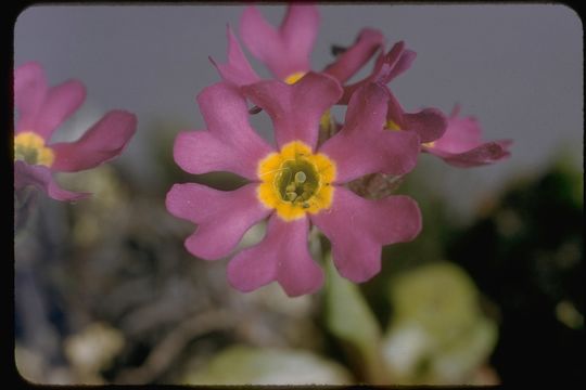 Plancia ëd Primula nutans Georgi