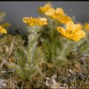 Image of glacier avens