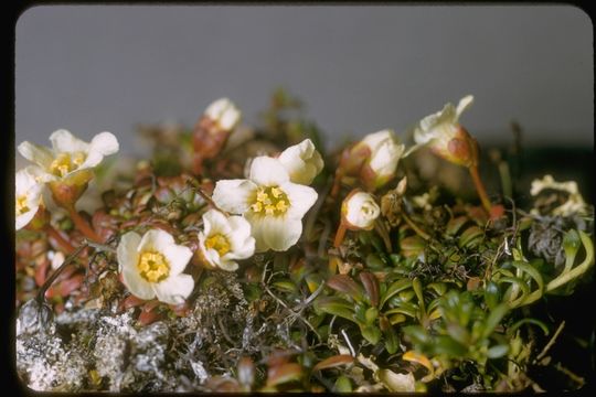 Imagem de Diapensia lapponica L.