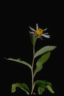 Image of alpine aster