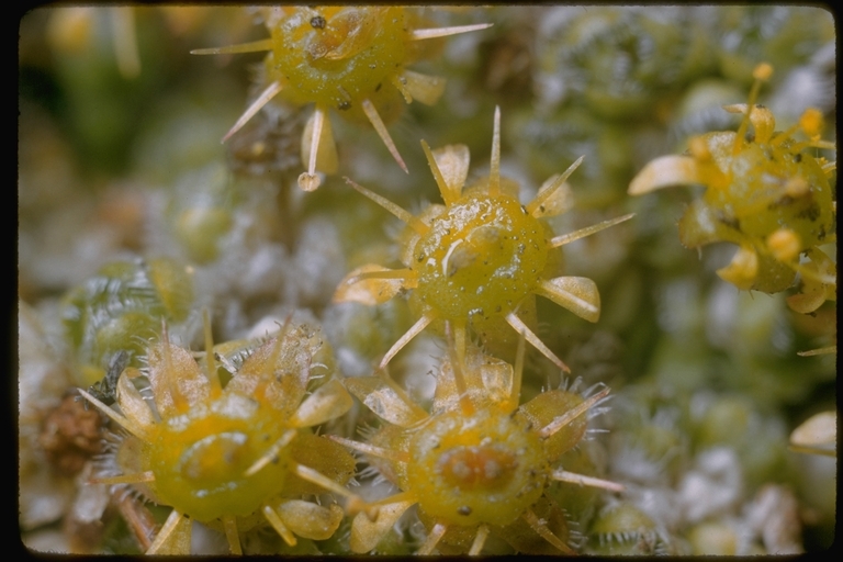 Image of ciliate saxifrage