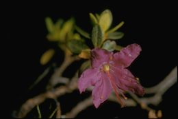 صورة Rhododendron lapponicum (L.) Wahlenb.