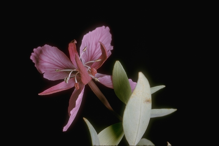 Image de Epilobium latifolium L.