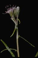 صورة Saussurea angustifolia (Willd.) DC.