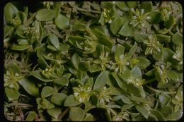 Image of sea sandwort