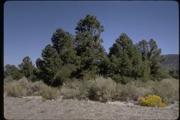 Image of singleleaf pinyon