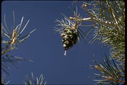 Image of singleleaf pinyon