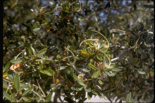 Imagem de Cercocarpus ledifolius Nutt.