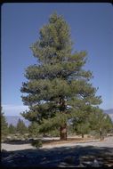 Image of western white pine