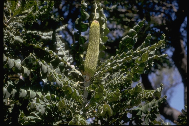 Image of banksia