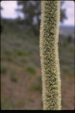 Image of Grass Tree