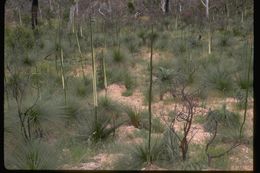 Image of Grass Tree