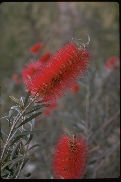 صورة Callistemon phoeniceus Lindl.