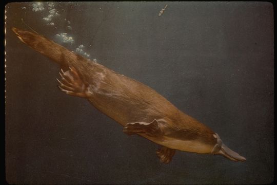 Image of Duck-billed Platypus