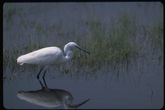 Image of Little Egret