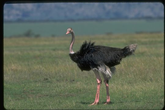 Image of Masai ostrich