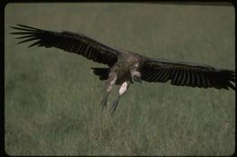 Image of White-backed Vulture