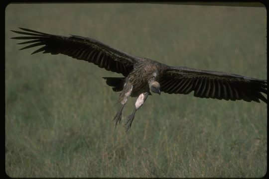 Image of White-backed Vulture