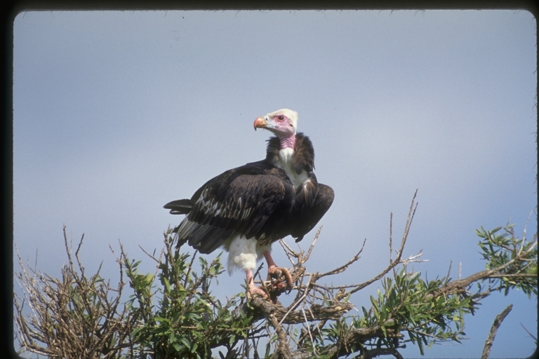 Image of White-headed Vulture