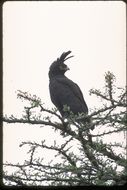 Image of Long-crested Eagle