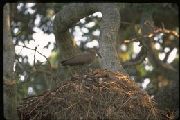 Image of Hamerkop