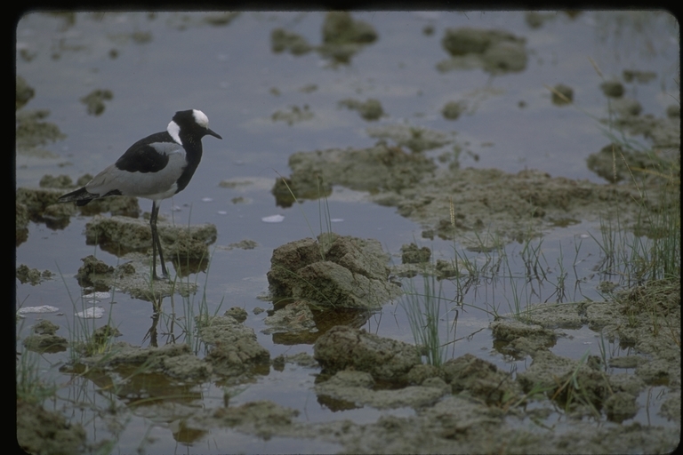 Image of Blacksmith Lapwing