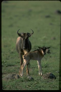 Image of Western white-bearded Wildebeest