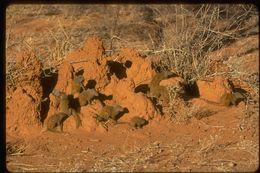 Image of Common Dwarf Mongoose